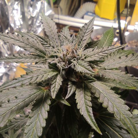 Honey Melon Kush Automatic growlog timeline photo