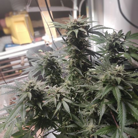 Honey Melon Kush Automatic growlog timeline photo