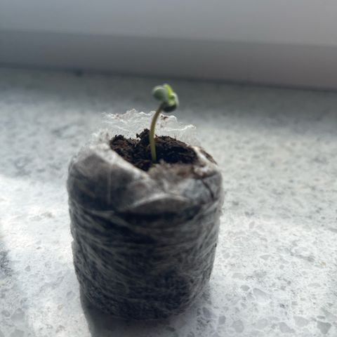 Haze Berry Automatic (Ulrich) growlog photo