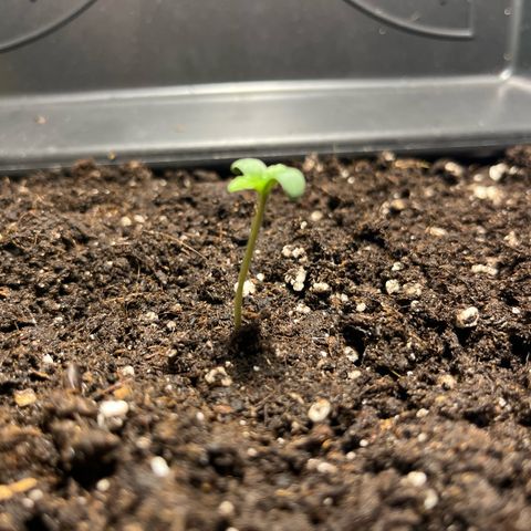 Haze Berry Automatic (Ulrich) growlog photo