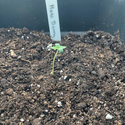 Haze Berry Automatic (Ulrich) growlog photo