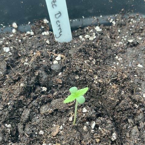 Haze Berry Automatic (Ulrich) growlog photo