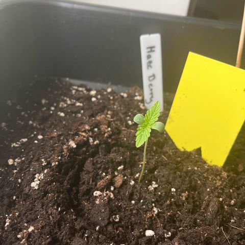 Haze Berry Automatic (Ulrich) growlog photo