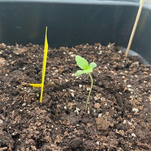 Haze Berry Automatic (Ulrich) growlog timeline photo