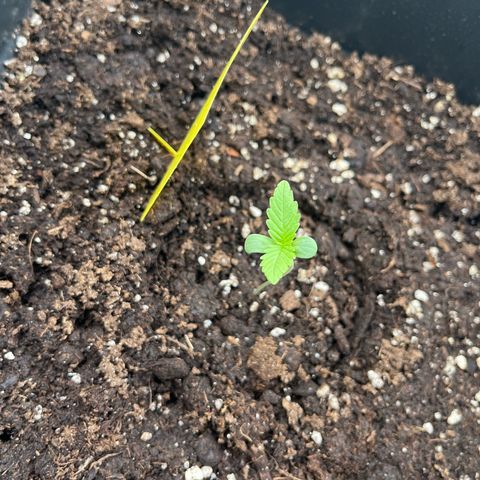 Haze Berry Automatic (Ulrich) growlog timeline photo