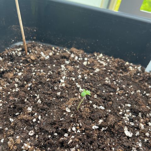 Triple G Automatic (Torsten) growlog timeline photo