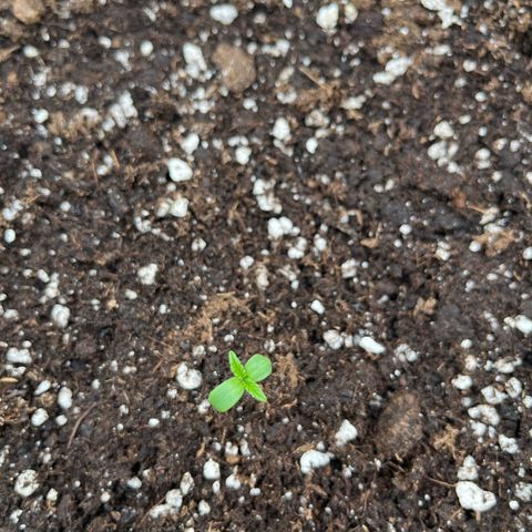 Triple G Automatic (Torsten) growlog timeline photo