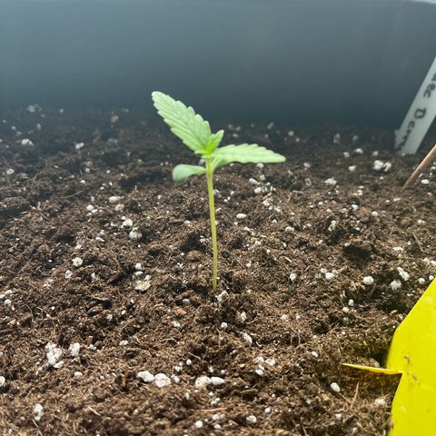 Haze Berry Automatic (Ulrich) growlog timeline photo
