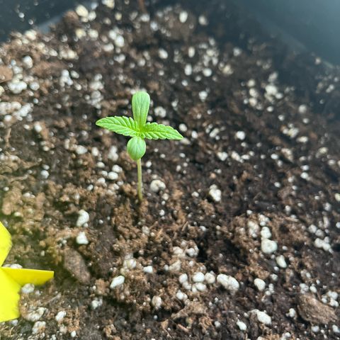Triple G Automatic (Torsten) growlog timeline photo