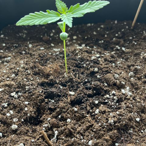 Haze Berry Automatic (Ulrich) growlog timeline photo