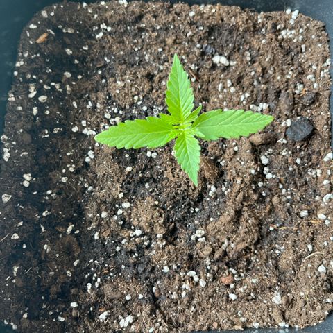 Haze Berry Automatic (Ulrich) growlog timeline photo