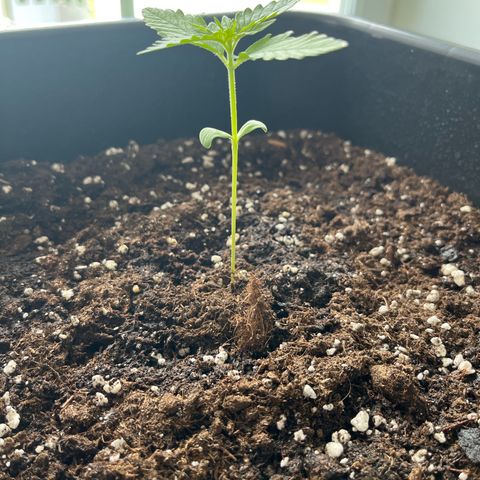 Haze Berry Automatic (Ulrich) growlog timeline photo