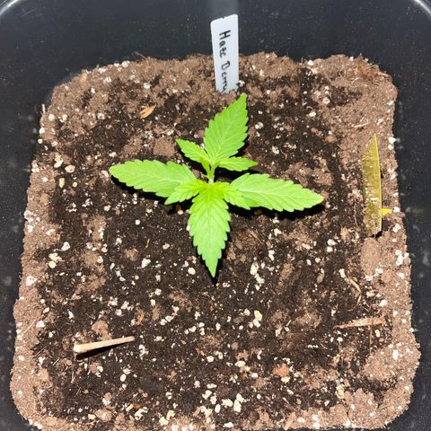 Haze Berry Automatic (Ulrich) growlog timeline photo