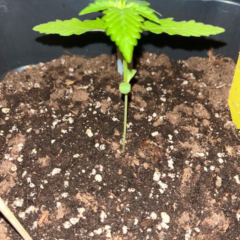 Haze Berry Automatic (Ulrich) growlog timeline photo