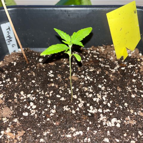 Triple G Automatic (Torsten) growlog timeline photo