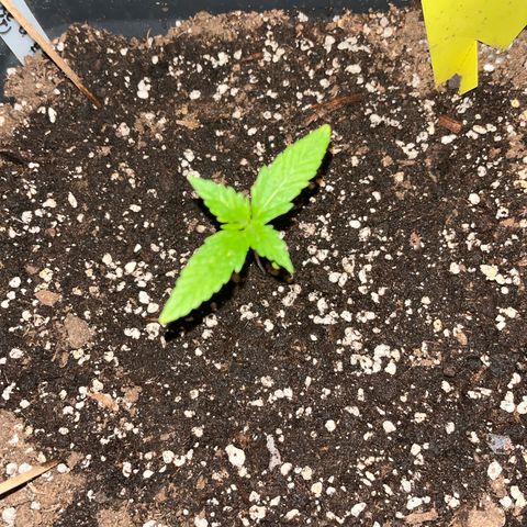 Triple G Automatic (Torsten) growlog timeline photo