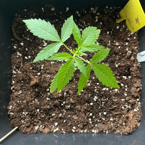 Haze Berry Automatic (Ulrich) growlog timeline photo
