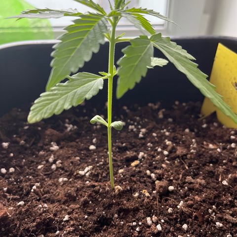 Haze Berry Automatic (Ulrich) growlog timeline photo