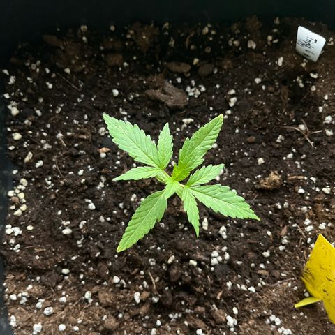Triple G Automatic (Torsten) growlog timeline photo