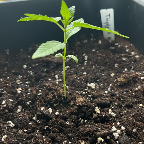 Triple G Automatic (Torsten) growlog timeline photo