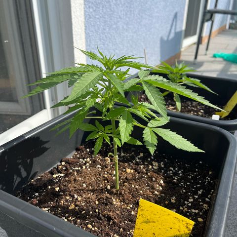 Haze Berry Automatic (Ulrich) growlog timeline photo