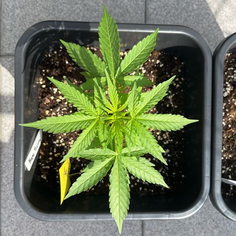Haze Berry Automatic (Ulrich) growlog timeline photo