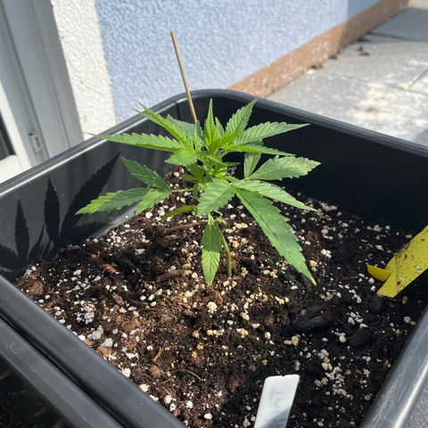Triple G Automatic (Torsten) growlog timeline photo