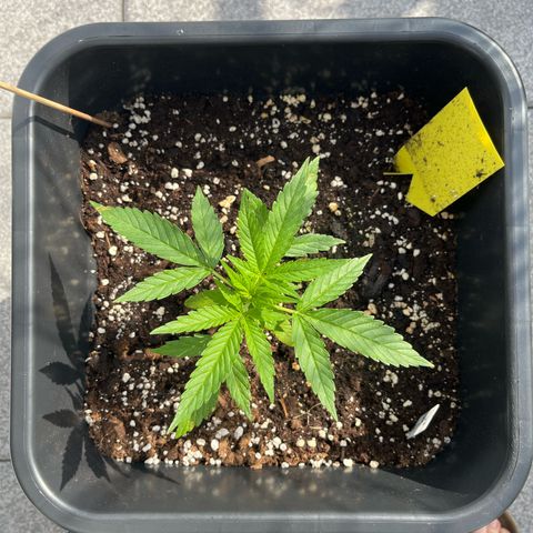 Triple G Automatic (Torsten) growlog timeline photo