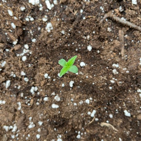 Runtz F1 Automatic (Amsel) growlog timeline photo