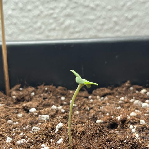 Runtz F1 Automatic (Amsel) growlog timeline photo