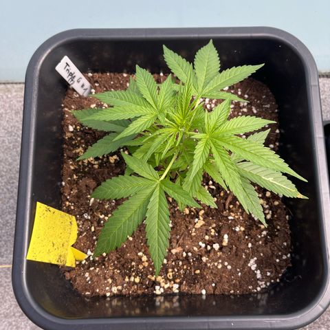 Triple G Automatic (Torsten) growlog photo: Wächst leider nur langsam und die ersten weißen Härchen sind zu sehen 