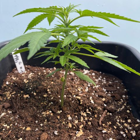 Triple G Automatic (Torsten) growlog photo: Wächst leider nur langsam und die ersten weißen Härchen sind zu sehen 