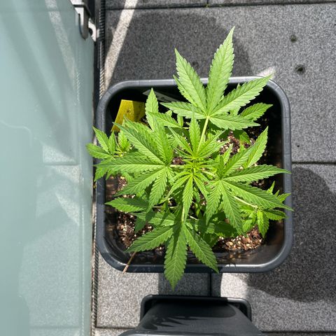 Haze Berry Automatic (Ulrich) growlog photo: Wächst gut leider die letzten Tage nur wenig Sonne.
Erste weiße Härchen sind zu sehen 