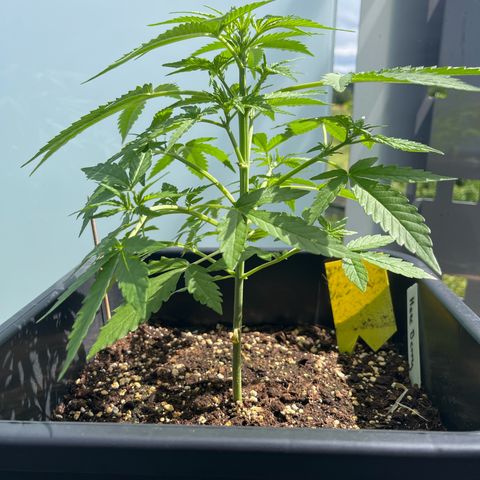 Haze Berry Automatic (Ulrich) growlog photo: Wächst gut leider die letzten Tage nur wenig Sonne.
Erste weiße Härchen sind zu sehen 