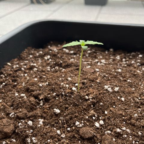 Runtz F1 Automatic (Amsel) growlog timeline photo