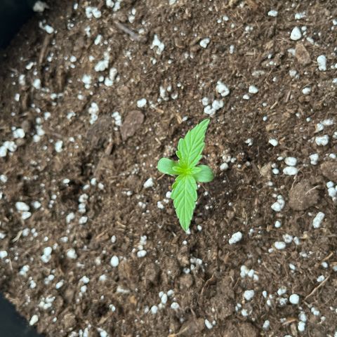 Runtz F1 Automatic (Amsel) growlog timeline photo
