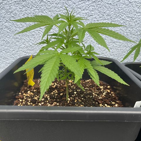 Triple G Automatic (Torsten) growlog timeline photo