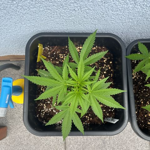 Triple G Automatic (Torsten) growlog timeline photo