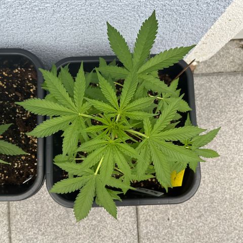 Haze Berry Automatic (Ulrich) growlog timeline photo
