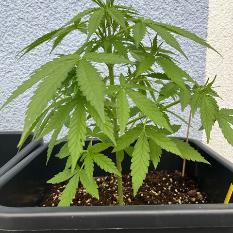 Haze Berry Automatic (Ulrich) growlog timeline photo