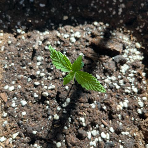 Runtz F1 Automatic (Amsel) growlog timeline photo