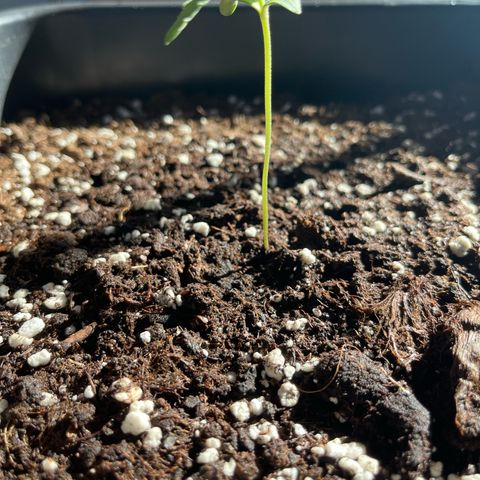 Runtz F1 Automatic (Amsel) growlog timeline photo