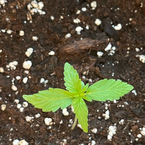 Runtz F1 Automatic (Amsel) growlog timeline photo