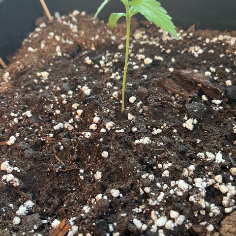 Runtz F1 Automatic (Amsel) growlog timeline photo