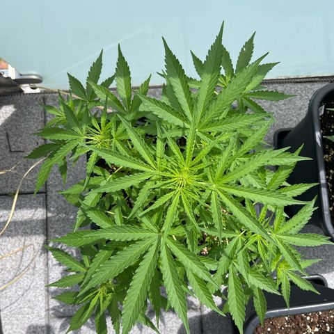 Haze Berry Automatic (Ulrich) growlog timeline photo