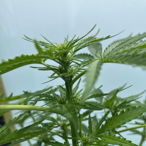 Haze Berry Automatic (Ulrich) growlog timeline photo