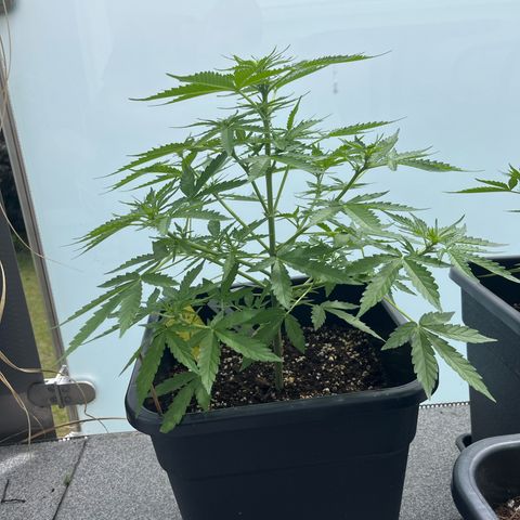 Haze Berry Automatic (Ulrich) growlog timeline photo