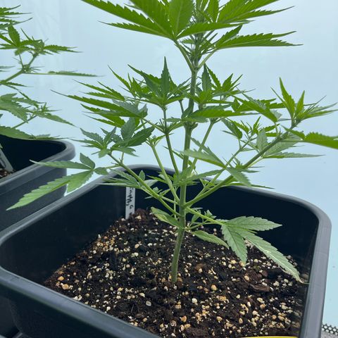 Triple G Automatic (Torsten) growlog timeline photo