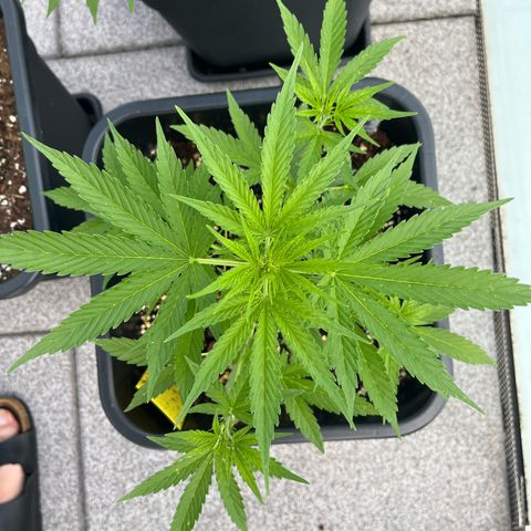 Triple G Automatic (Torsten) growlog timeline photo