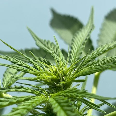 Haze Berry Automatic (Ulrich) growlog timeline photo
